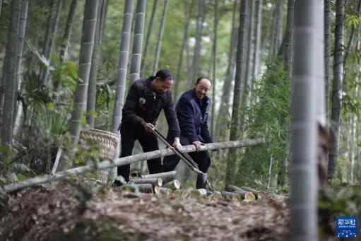 90后苗族女青年 竹酒“种”出致富路(图4) 90后苗族女青年 竹酒“种”出致富路(图4)