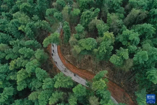 90后苗族女青年 竹酒“种”出致富路(图6) 90后苗族女青年 竹酒“种”出致富路(图6)