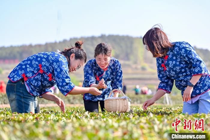山东探索打造高纬度茶叶品牌 引导“茶+”业态创新发展(图3) 山东探索打造高纬度茶叶品牌 引导“茶+”业态创新发展(图3)