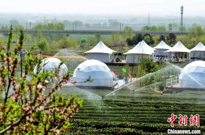 山东探索打造高纬度茶叶品牌 引导“茶+”业态创新发展(图2) 山东探索打造高纬度茶叶品牌 引导“茶+”业态创新发展(图2)