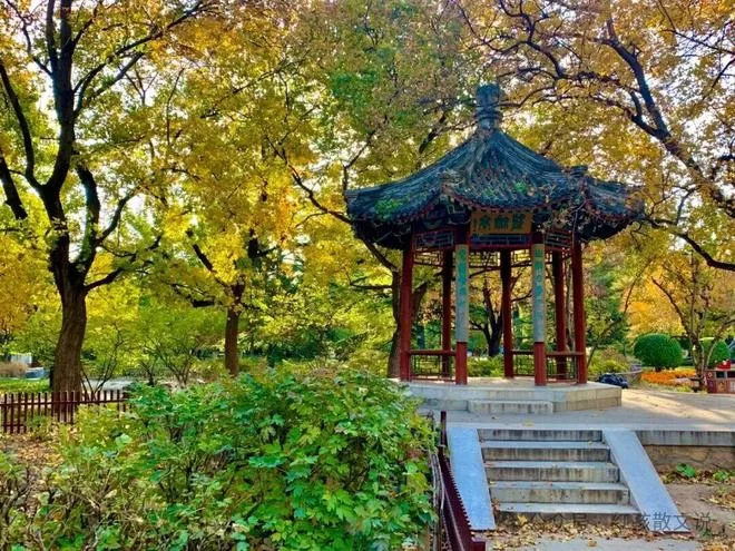 红孩新作|日坛只有一叶风筝——谨以此文纪念史铁生逝世15周年(图3) 红孩新作|日坛只有一叶风筝——谨以此文纪念史铁生逝世15周年(图3)