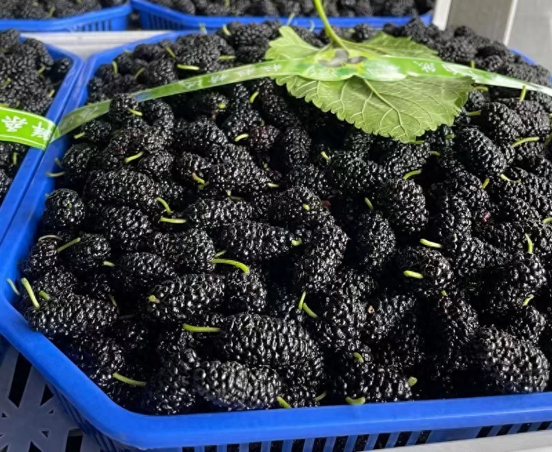 四川翠微食品有限公司桑葚系列深加工产品开发可行性报告