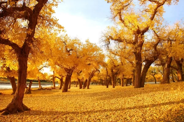 以民族乐舞焕文旅新生,大型体验式民族歌舞秀《额济纳》震撼开演(图3) 以民族乐舞焕文旅新生,大型体验式民族歌舞秀《额济纳》震撼开演(图3)