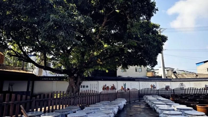 菩提树与龙女井——张仲安讲述四川青神县黑龙场的文化历史(图3) 菩提树与龙女井——张仲安讲述四川青神县黑龙场的文化历史故事(图3)