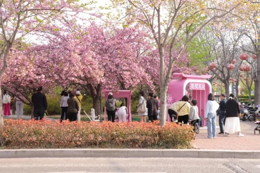 鹤壁樱花季惊艳上线！三大梦幻打卡地曝光，随手一拍就是朋友圈爆款！