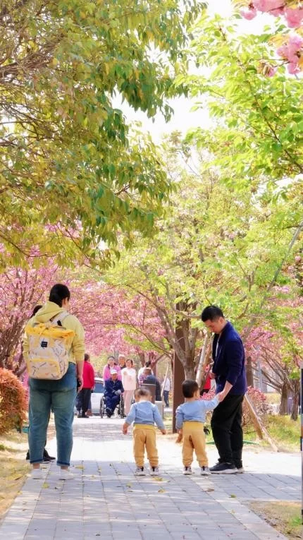 鹤壁樱花季惊艳上线!三大梦幻打卡地曝光,随手一拍就是朋友圈爆款!(图4) 鹤壁樱花季惊艳上线!三大梦幻打卡地曝光,随手一拍就是朋友圈爆款!(图4)