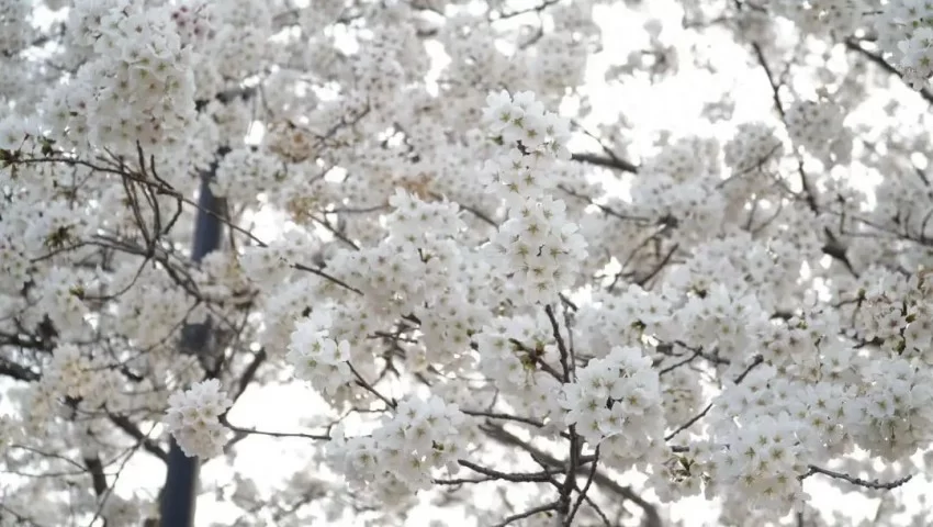 鹤壁市淇滨区：樱花树下品《诗经》 奏响千年“诗樱和弦”