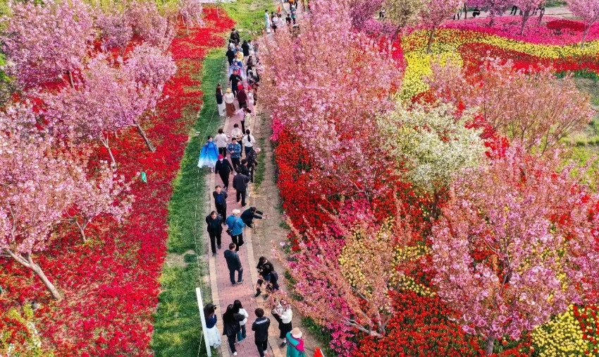 樱花与国风的完美结合——鹤壁樱花季奏响春日华章