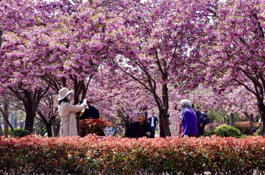 樱花与国风的完美结合——鹤壁樱花季奏响春日华章(图4)