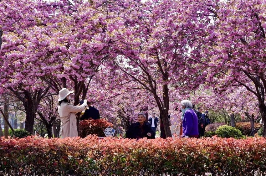 樱花与国风的完美结合——鹤壁樱花季奏响春日华章(图4) 樱花与国风的完美结合——鹤壁樱花季奏响春日华章(图4)