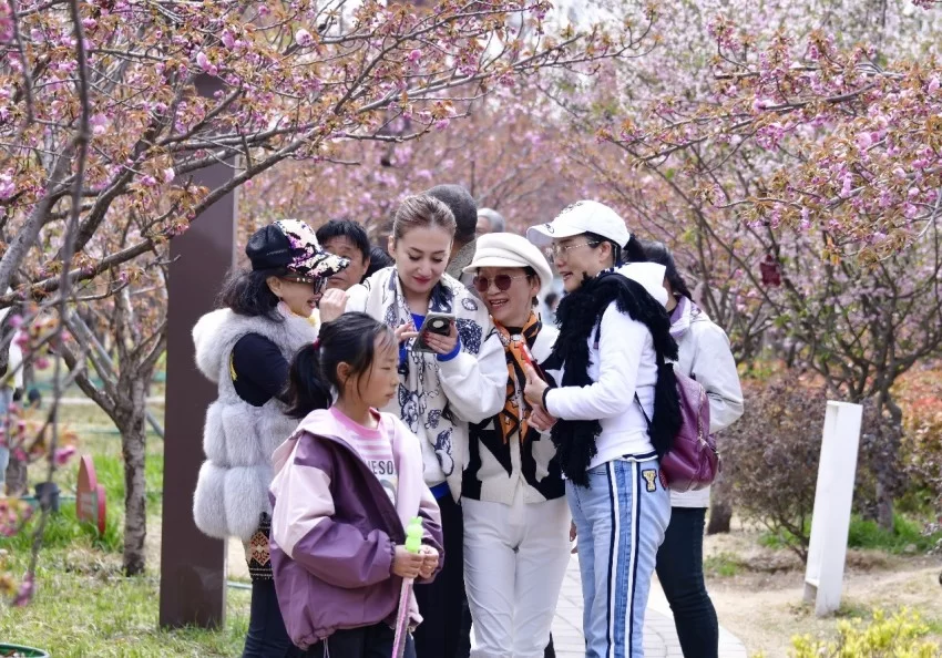 鹤壁樱花季探索传统文化赋能春日文旅新模式(图4) 鹤壁樱花季探索传统文化赋能春日文旅新模式(图4)