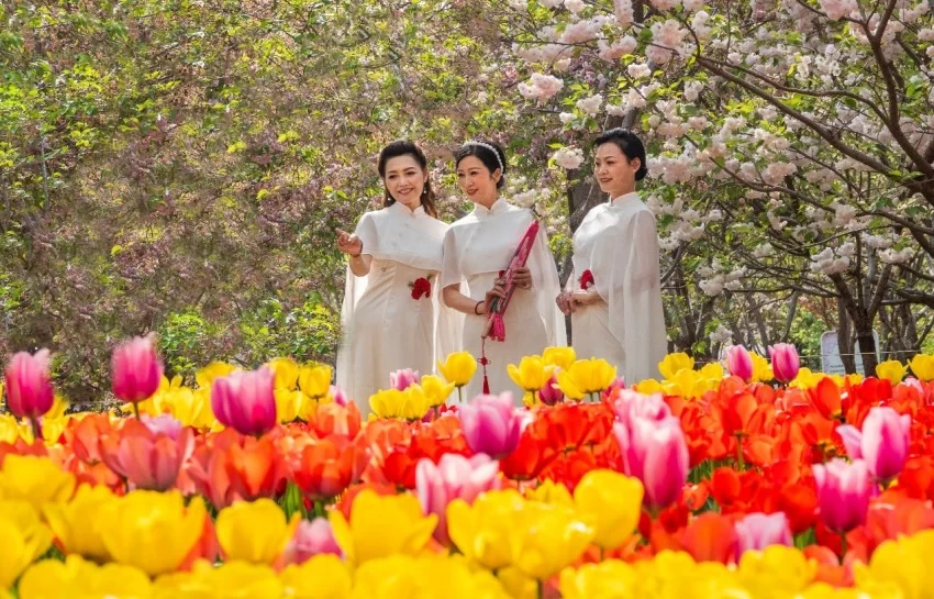 鹤壁樱花季探索传统文化赋能春日文旅新模式(图3) 鹤壁樱花季探索传统文化赋能春日文旅新模式(图3)