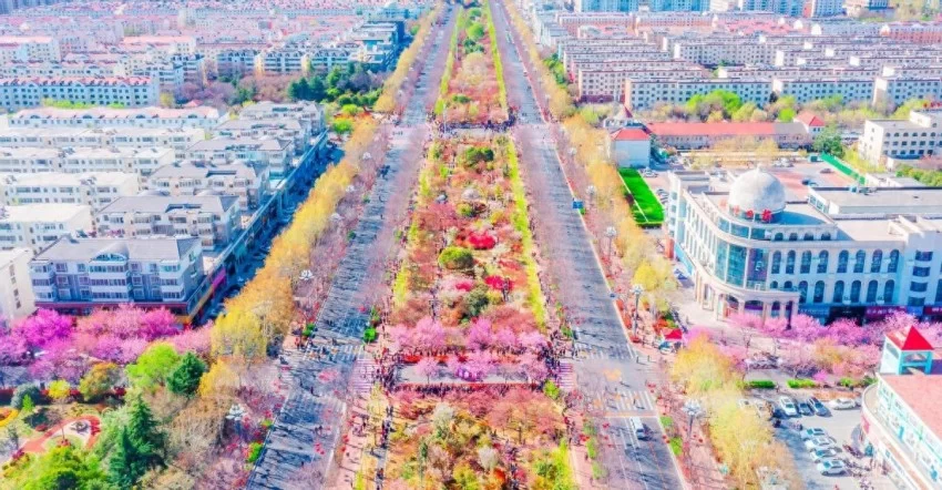 鹤舞樱飞向未来 十有城市展画卷——鹤壁樱花季赏樱活动侧记